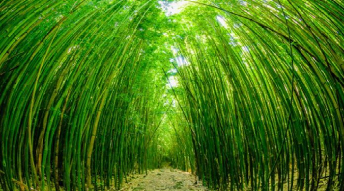 Bambu.png